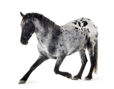 Appaloosa atı