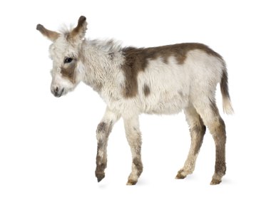 Young donkey clipart