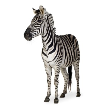 Zebra