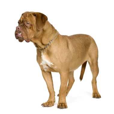 Dogue de Bordeaux (10 months) clipart