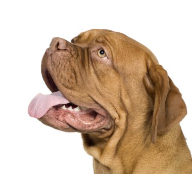 Dogue de Bordeaux (10 ay)