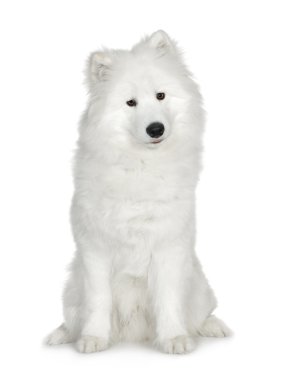 Samoyed (6 ay)