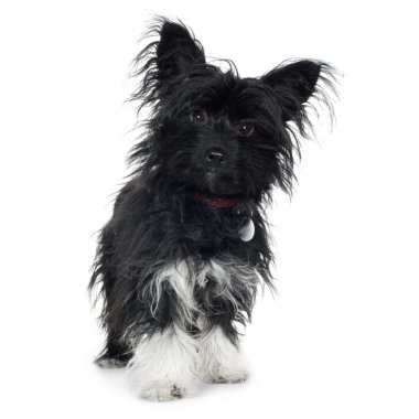 (6 ay) Yorkshire terrier ve papillon crossbreed