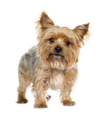 Yorkshire Terrier (5 years) clipart