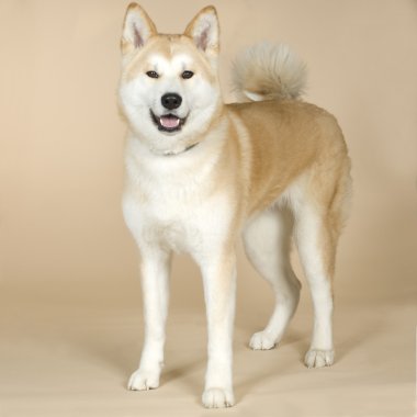 Akita inu ( 14 months) clipart