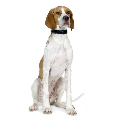 English Pointer (5 months) clipart