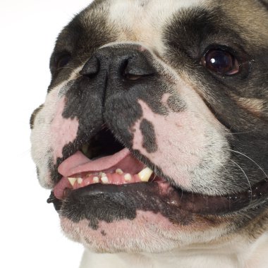 İngilizce Bulldog (3 yıl)