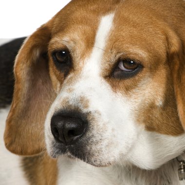 Beagle (3 years) clipart