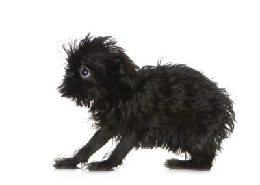 Griffon Brükselli (3 ay)