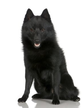 Schipperke () clipart