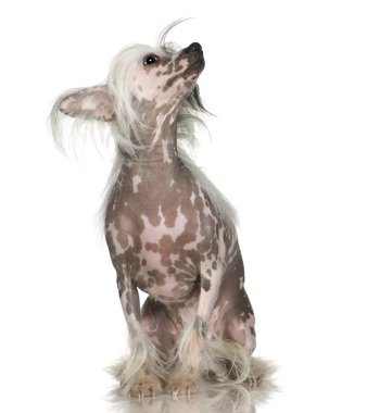 Chinese Crested Dog - Hairless clipart