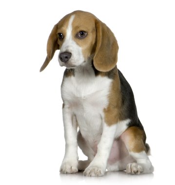 Beagle (5 ay)