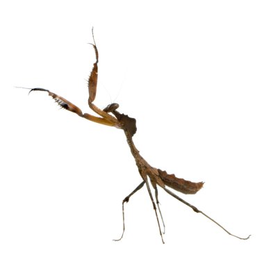 Young praying mantis - Deroplatys desiccata clipart