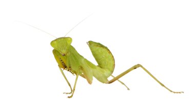 Genç peygamber devesi - sphodromantis lineola