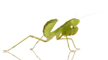 Genç peygamber devesi - sphodromantis lineola