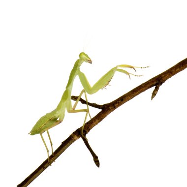 Genç peygamber devesi - sphodromantis lineola