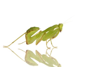 Genç peygamber devesi - sphodromantis lineola