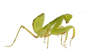 Genç peygamber devesi - sphodromantis lineola