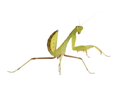 Genç peygamber devesi - sphodromantis lineola