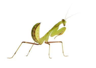 Genç peygamber devesi - sphodromantis lineola