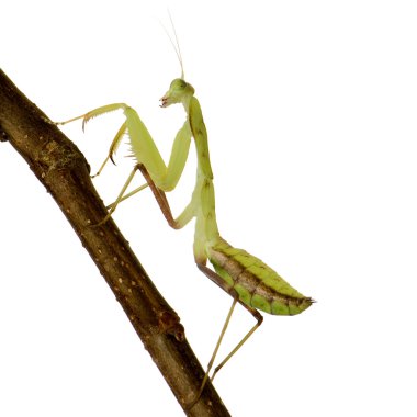 Genç peygamber devesi - sphodromantis lineola