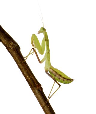 Genç peygamber devesi - sphodromantis lineola