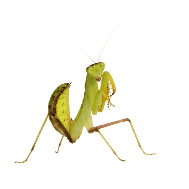 Genç peygamber devesi - sphodromantis lineola