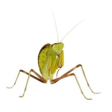 Genç peygamber devesi - sphodromantis lineola