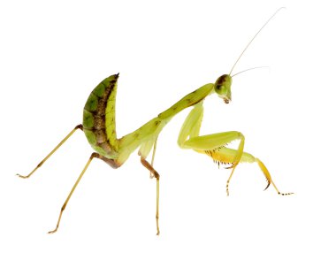 Genç peygamber devesi - sphodromantis lineola