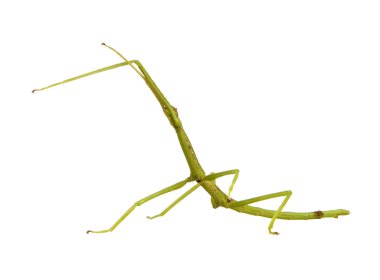 böcek sopa phasmatodea - pharnacia ponderasa