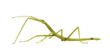 böcek sopa phasmatodea - pharnacia ponderasa