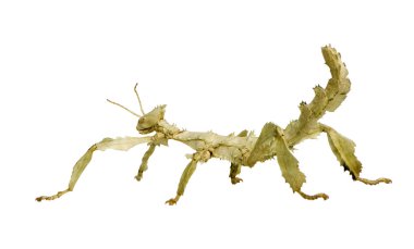 böcek sopa phasmatodea - extatosoma tiaratum