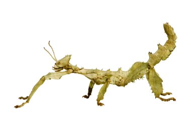 Stick insect, Phasmatodea - Extatosoma tiaratum clipart