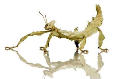 böcek sopa phasmatodea - extatosoma tiaratum