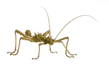 böcek sopa phasmatodea - aretaon asperrimus