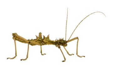 böcek sopa phasmatodea - aretaon asperrimus