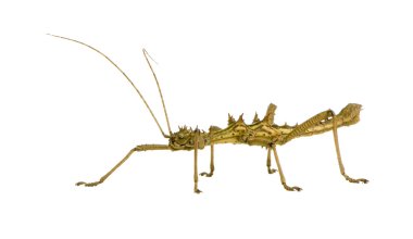 böcek sopa phasmatodea - aretaon asperrimus