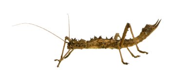 böcek sopa phasmatodea - aretaon asperrimus