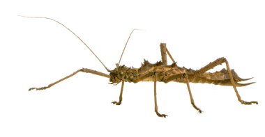 böcek sopa phasmatodea - aretaon asperrimus