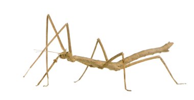 Stick insect, Phasmatodea - Medauroidea extradentata clipart