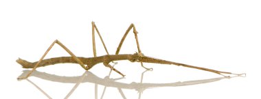 Stick insect, Phasmatodea - Medauroidea extradentata clipart