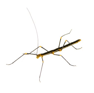 böcek sopa phasmatodea - oreophoetes peruana