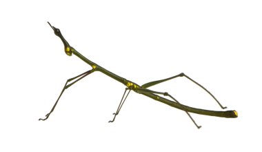 böcek sopa phasmatodea - oreophoetes peruana