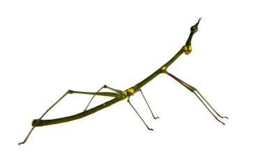 böcek sopa phasmatodea - oreophoetes peruana