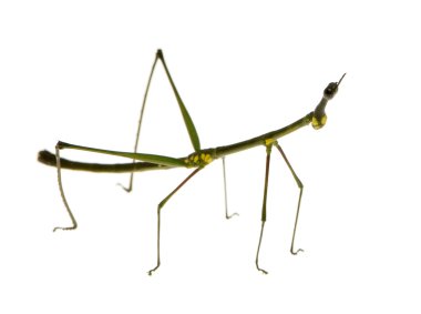 böcek sopa phasmatodea - oreophoetes peruana