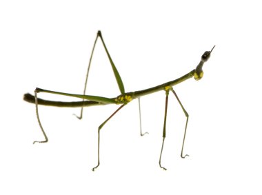 Stick insect, Phasmatodea - Oreophoetes peruana clipart