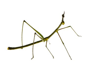 böcek sopa phasmatodea - oreophoetes peruana