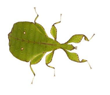 Leaf insect, Phylliidae - Phyllium sp clipart