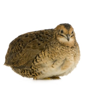 Japanese Quail - Coturnix japonica clipart