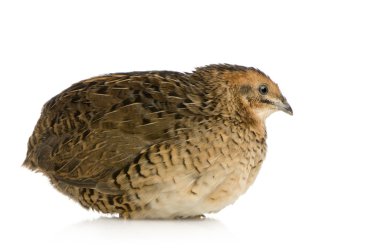 Japon bıldırcın - coturnix japonica